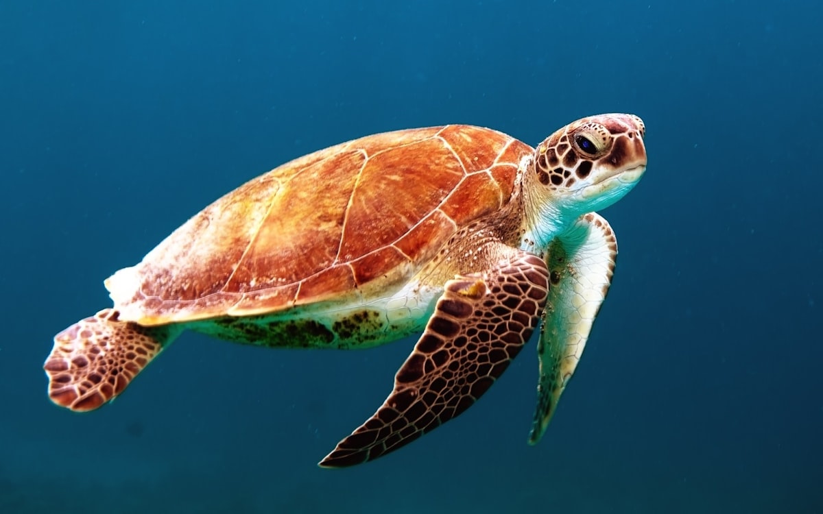 palau_11_sea_turtle.jpg